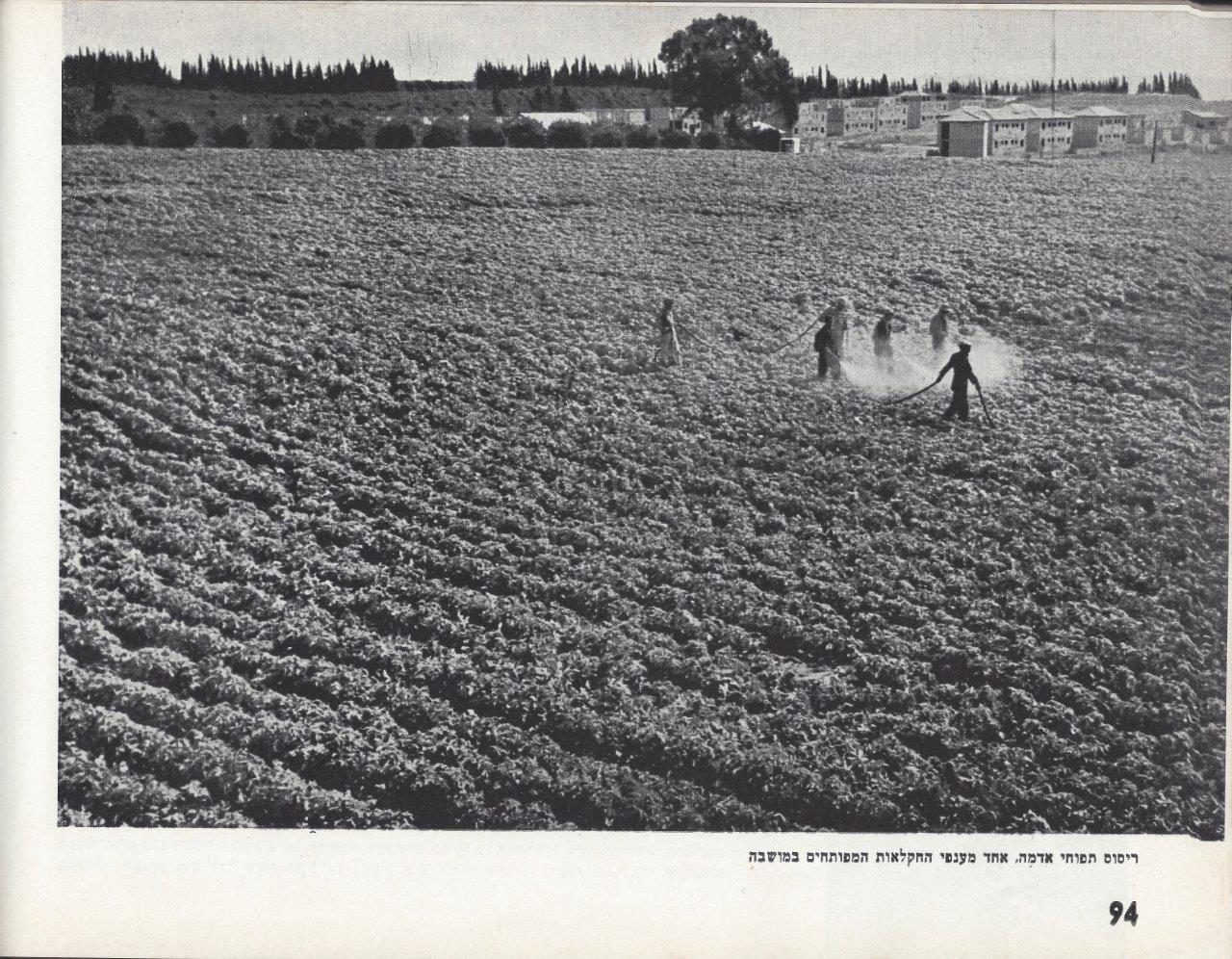 כפר-סבא אלבום, 1953