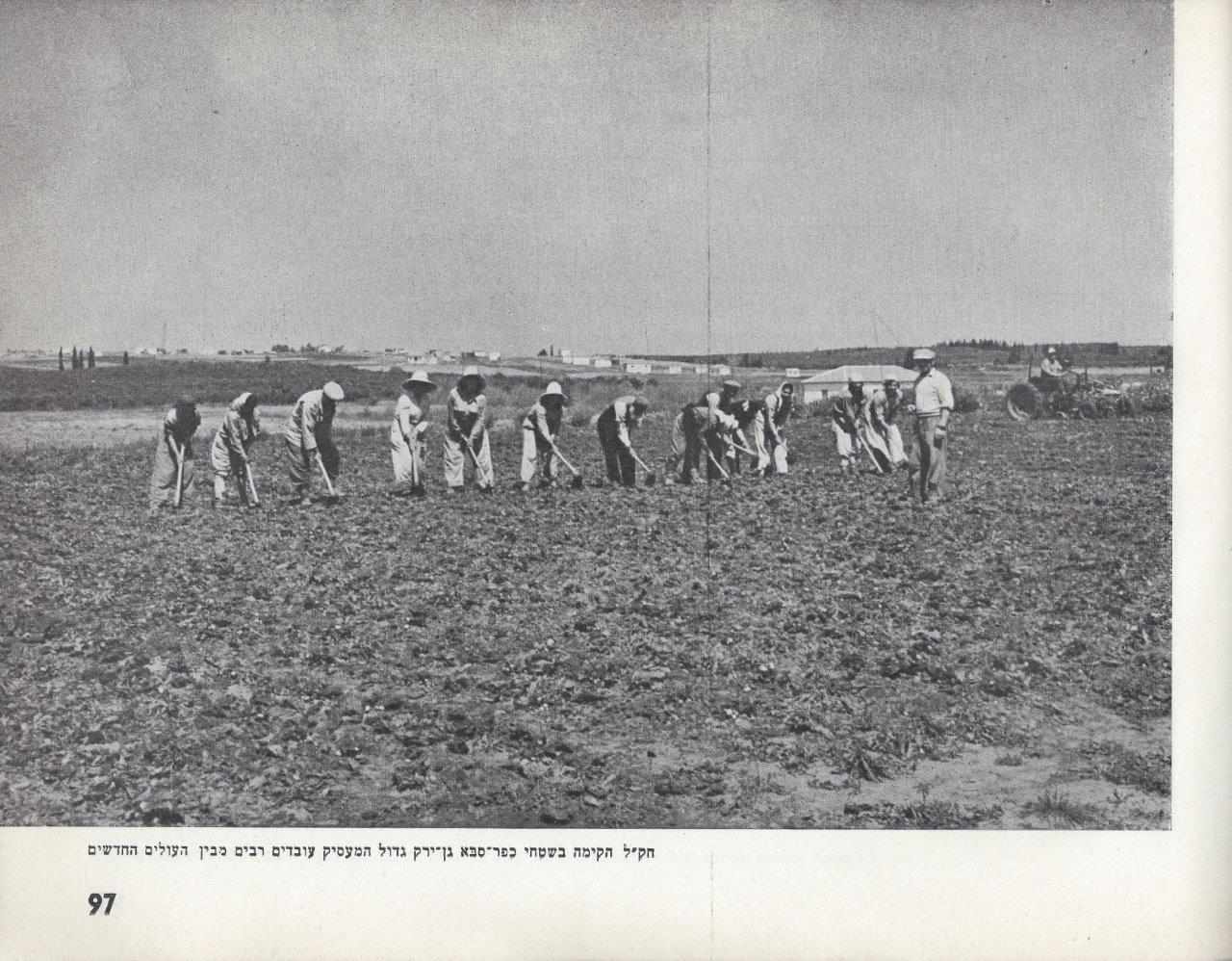 כפר-סבא אלבום, 1953